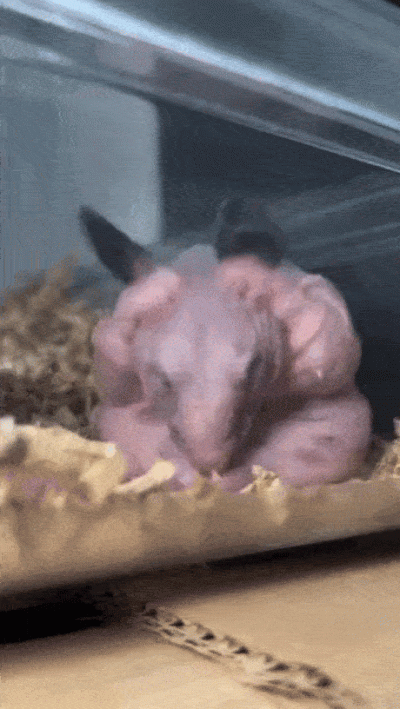 wfyokyga - Podobny do cb