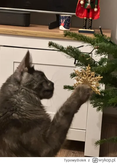 TypowyBolek - @Tyrande PAC !