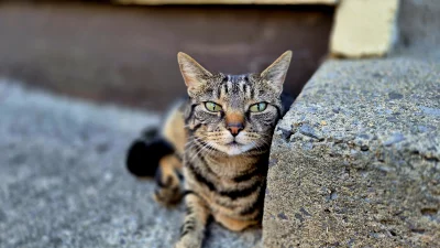 4x80 - #koty: Przybłęda ale już ponad dwa lata z nami. Ma na imię Dupek.