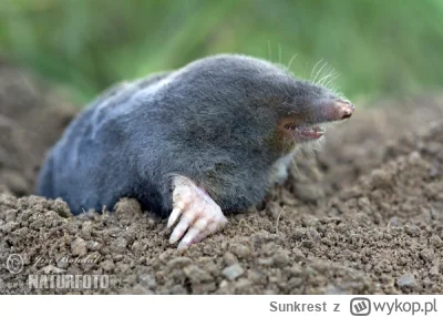 Sunkrest - #Mullvad to najlepszy #VPN na rynku. IMO nie ma konkurencji. To nie jest r...