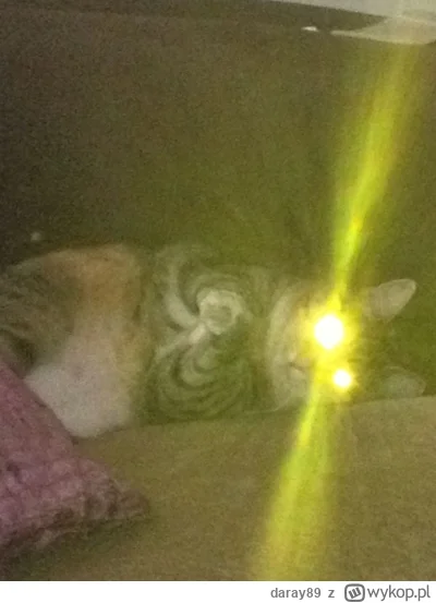 daray89 - #codziennykotopetany #dziwnekotki