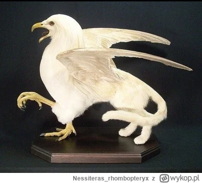 Nessiteras_rhombopteryx - #gabinetosobliwosci