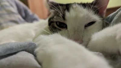 vulcanitu - #koty #pokazkota
Się przyszedł i leżymy