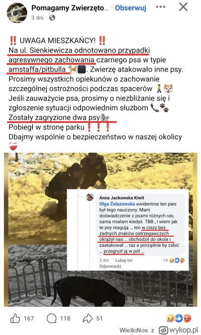 WielkiNos - Eh kolejny odwoływalny, łagodny, spokojny i lubiący dzieci pitbull zagryz...