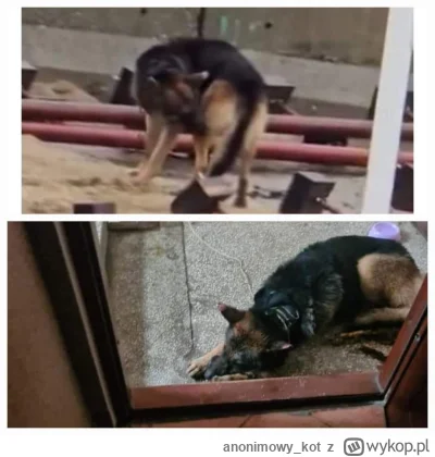 anonimowy_kot - @upodlator strażnik mostu