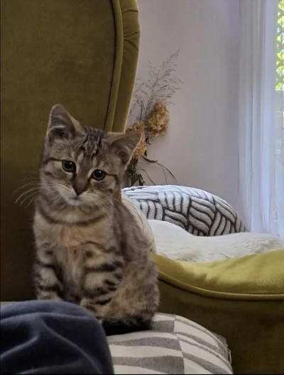 Lujdziarski - #pokazkota #dziarskikacperek Osesek pięknie rośnie, teraz chłop w pełni...