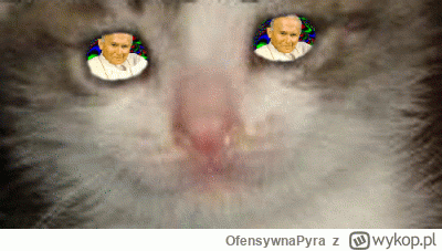 OfensywnaPyra - #dziwnekotki #koty