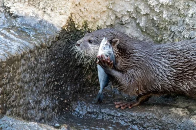 dywergent - dzisiaj rozmawialem przez telefon i sie zamyslilem w trakcie, jak przyszl...