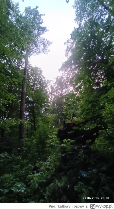 Pieckaflowyrozowy - #las #natura #s----------e #spierdotrip