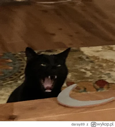 daray89 - #codziennykotopetany #dziwnekotki