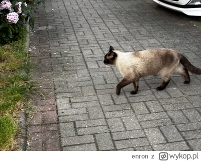 enron - ta gracja (ʘ‿ʘ)