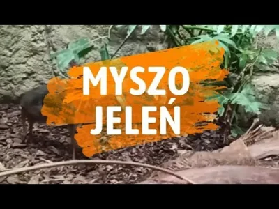 Mr3nKi - A teraz wszyscy razem!└[⚆ᴥ⚆]┘
#muzyka #przegryw