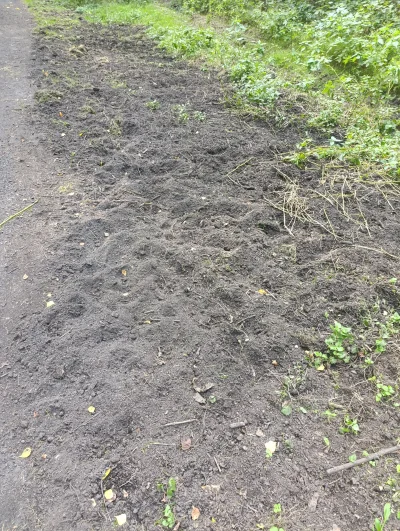 aa-aa - pa jak dzicy poryli, patrzeli pewnie czy robacy są pod spodem do zjedzenia
#l...