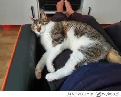 JANIEZOLTY - @jmuhha ojapierdykam, myślałem, że to mój kot i opiekunka która się nim ...