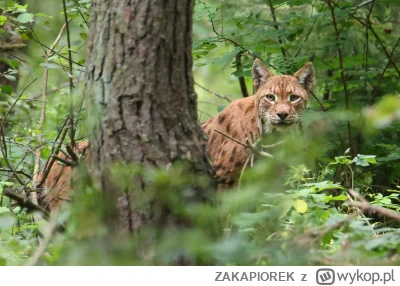 ZAKAPIOREK - rysiu na przyczajce