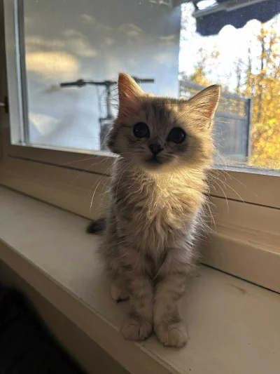 downton - Jesienny Timon (｡◕‿‿◕｡) #pokazkota #koty #timonfanclub