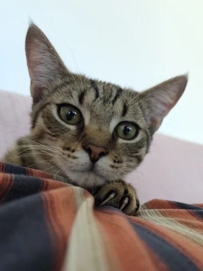 remlezar - #pokazkota #kot #kitku