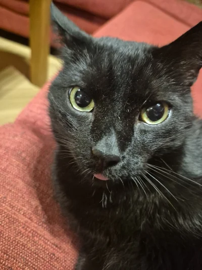 KosmicznyKotZNapedemAtomowym - #koty #dziwnekotki #smiesznekotki #zwierzaczki #kitku ...