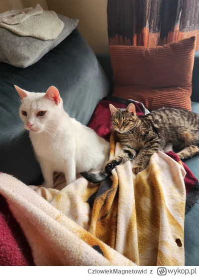 CzlowiekMagnetowid - Stan starego kocura z sylwestrową znajdą-  miłość.

#koty #pokaz...