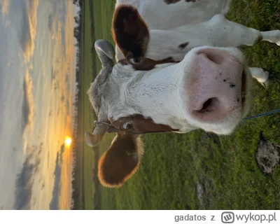 gadatos - Trochę szalone te krowy są na Podhalu ( ͡° ʖ̯ ͡°)

#heheszki