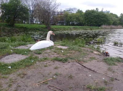 Chodtok - No więc zebrał się i wybrał na ⛸️⛸️
Ale debil zapomniał karnetu wziąć xD ;/...