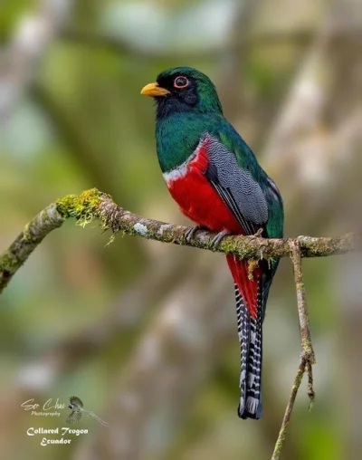 Lifelike - Trogon obrożny (Trogon collaris) 
Autor
#photoexplorer #fotografia #ornito...