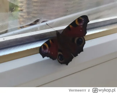 Vermeerrr - Dziś odwiedził mnie motylek ❤
#gownowpis #shitposting #motyle #owady #nie...