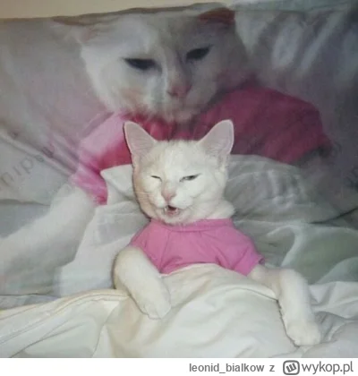 leonid_bialkow - @wfyokyga: cze dla ciebie