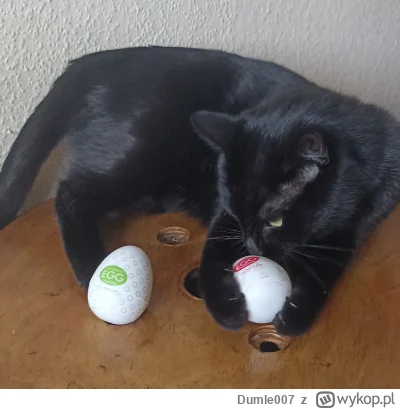 Dumle007 - Zobaczcie!!!
Co mój koteł zniósł za dziwne jajka (╥﹏╥)

SPOILER

#pdk #pok...