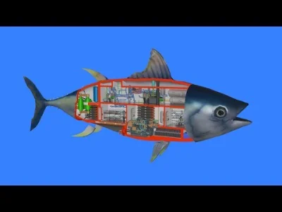 Neocaridina - Jak skonstruowany jest Tuńczyk
Budowa zasada działania i wykorzystanie...