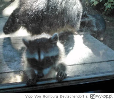 VigoVonHomburg_Deutschendorf - Dobija się 
#szopeknadzis