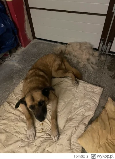 TomSz - Pierwsza doba i kilka spacerów już zaliczonych :) Mimo planowanej w poniedzia...