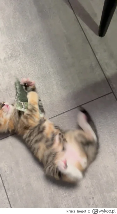 kruci_hegot - #suziq rośnie jak na drożdżach #pokazkota #koty
tylko coś do kuwety jej...
