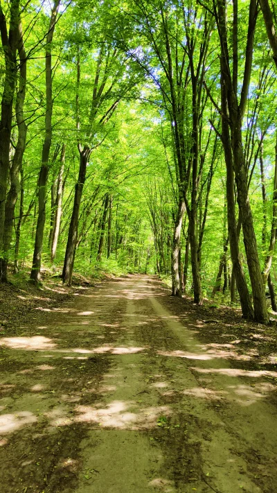 Hellicon - Na rowerze w lesie bo wieje dziś niemożebnie więc chowam wśród drzew.

#sp...