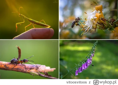 vitoosvitoos - Modliszka zwyczajna (Mantis religiosa), pszczoła miodna (Apis mellifer...