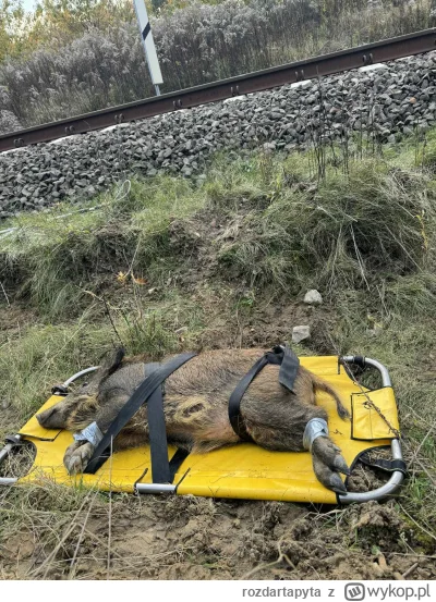 rozdartapyta - #mecz