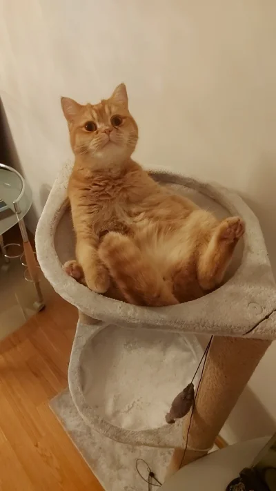 Ada90 - Kota czuć pluszową zabawką i kurzem, gdyby zjechał windą nikt by tego nie poc...