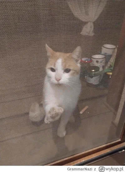 GrammarNazi - Taki do mnie przyszedł