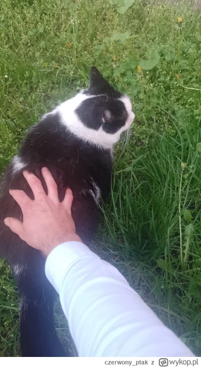 czerwony_ptak - takiego chonkera napotkałem u babci pod blokiem :3
#koty #pokazkota