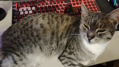 Teohuatzin - przynajmniej kot mi towarzyszy (tak, mam u-----ą klawiaturę)
#przegryw