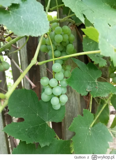 Qullion - @Qullion: winogron, całkiem dobry, smakowy