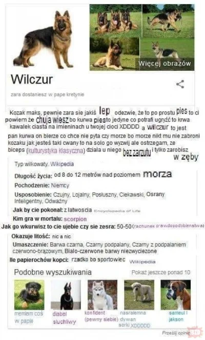 paniSylwiaz_1z10 - @Kulfonix piękny wilczur