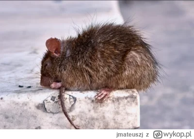 jmateuszj - #gielda #meczennicyxtb #xtb Wieczorny status szczura - trochę się ostatni...