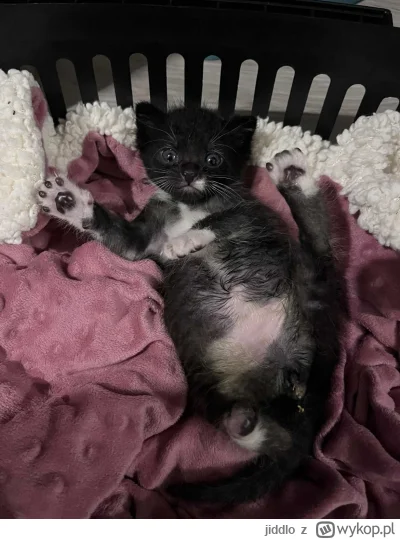 jiddlo - #hecat rób butle, bo cię zbije i obsram!
Tag #koty dla hejterów