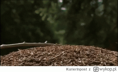 KurierInpost - @Tommy__: Wykopowi #spermiage pod batem pokłońskiej