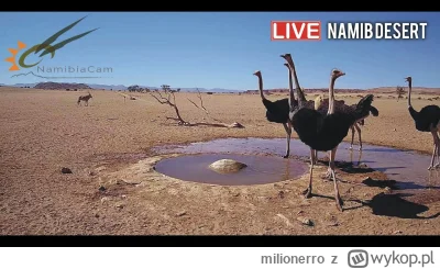 milionerro - Zamiast patostreamów z pawianami polecam inny, live z pustyni Namib

#se...