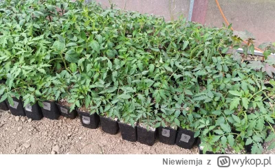 Niewiemja - Jeszcze chwila, jeszcze moment i będzie można wysadzać (⌐ ͡■ ͜ʖ ͡■) #ogro...