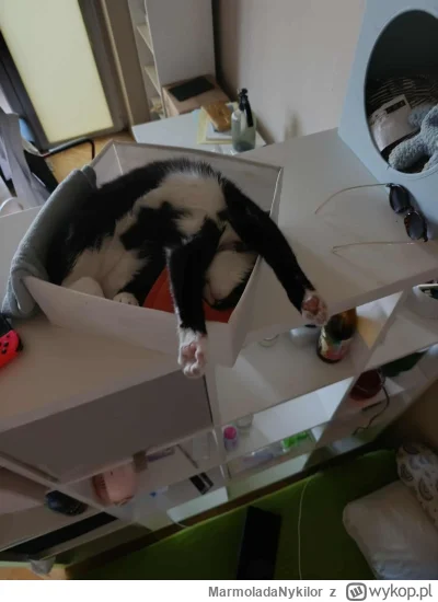 MarmoladaNykilor - #kot #pchelkafanclub