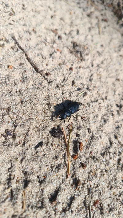 vieniasn - chłop na plecy dachował to go obróciłem niech sobie idzie dalej może coś w...