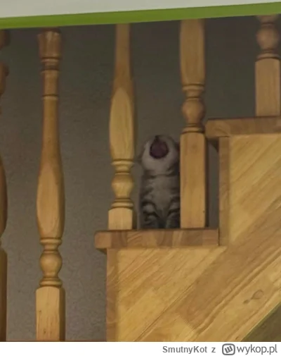 SmutnyKot - #dziwnekotki